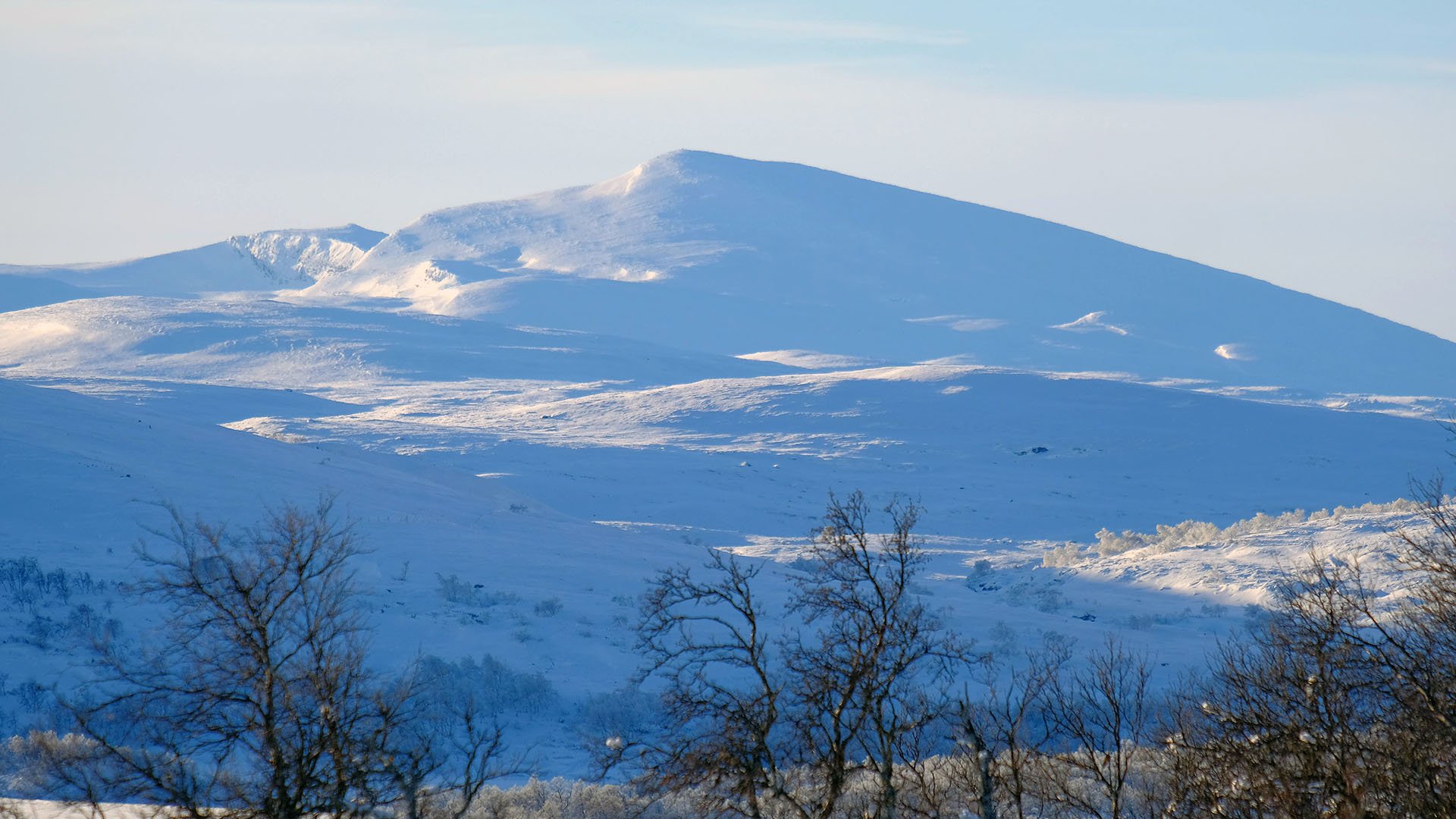 Photographer: Per-Olov Wikberg Fjälltopp med träd i förgrunden