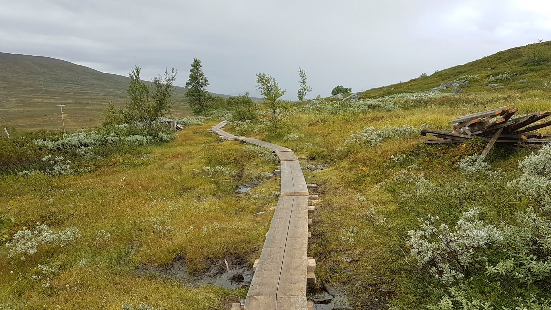 Photographer: Per-Olov Wikberg Träspång på fjäll i sommarlandskap