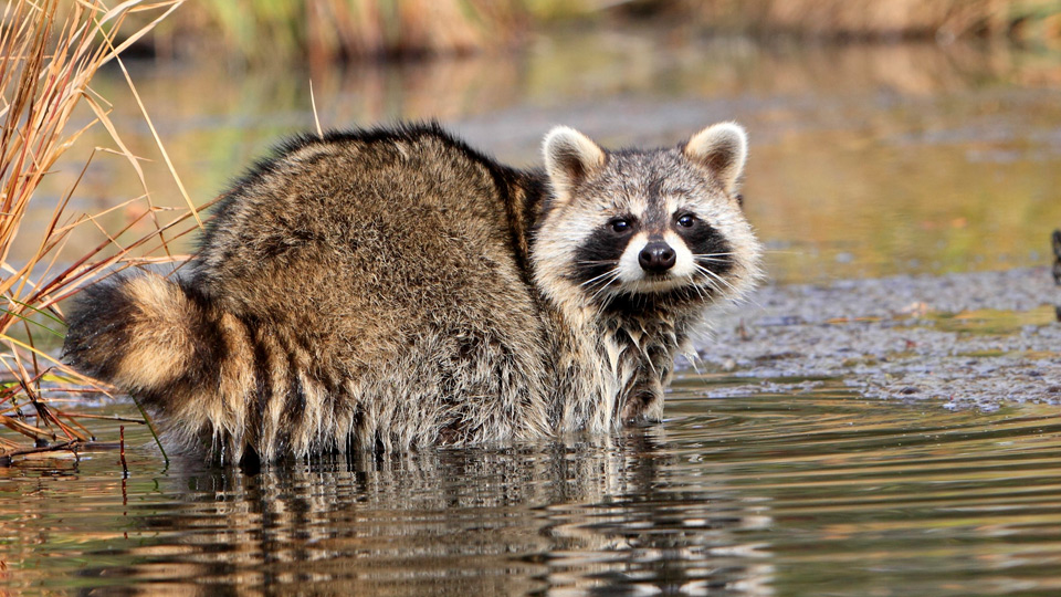 Tvättbjörn i vatten